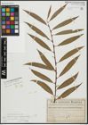 Foto von Salix alba subsp. vitellina (L.) Arcang. x Salix fragilis L.